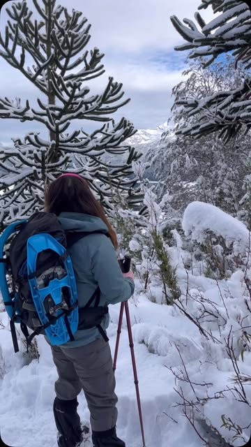 Sendero entre araucarias nevadas cerca de Melipeuco