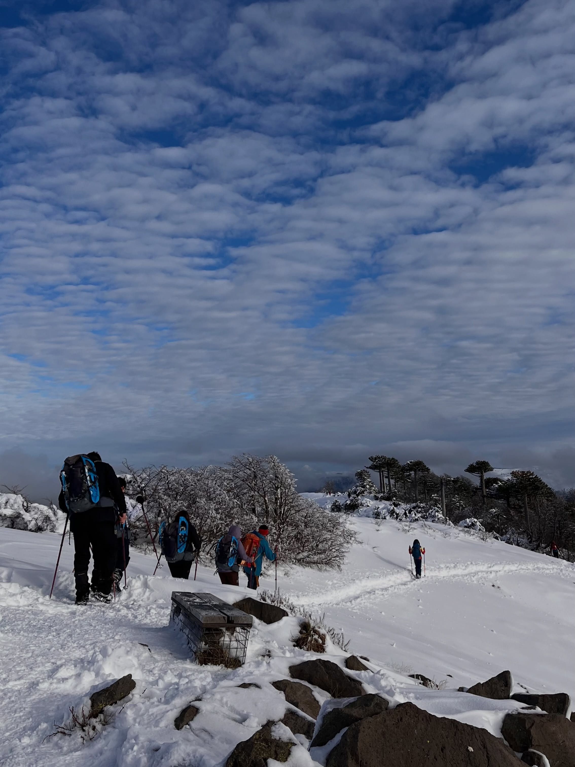 Grupo de Ñamku Adventure avanzando por una ruta nevada entre araucarias