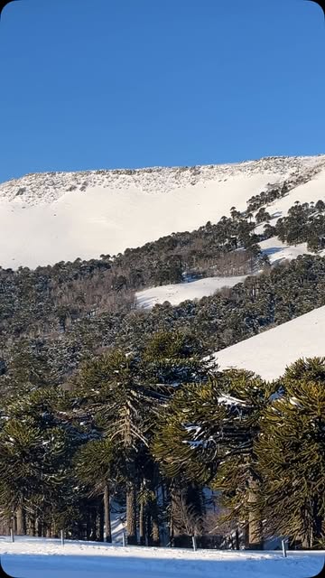Araucarias y laderas nevadas en el entorno de Melipeuco